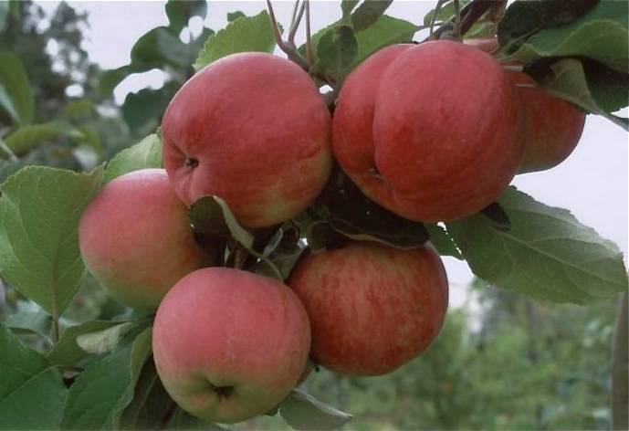 О яблоне Аксена, характеристики, агротехника, как правильно сажать