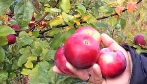 Описание яблони сорта алеся
