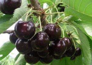 О вишне Черной: описание и характеристики сорта, уход и выращивание