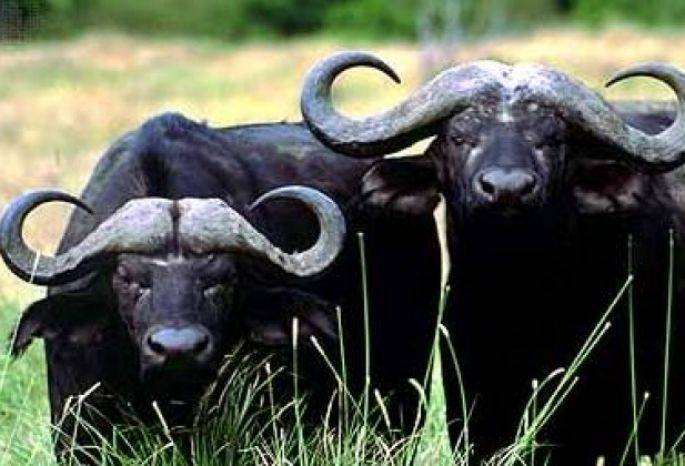 Крупный рогатый скот и его использование человеком, характеристика крупного рогатого скота - происхождение крупного рогатого скота