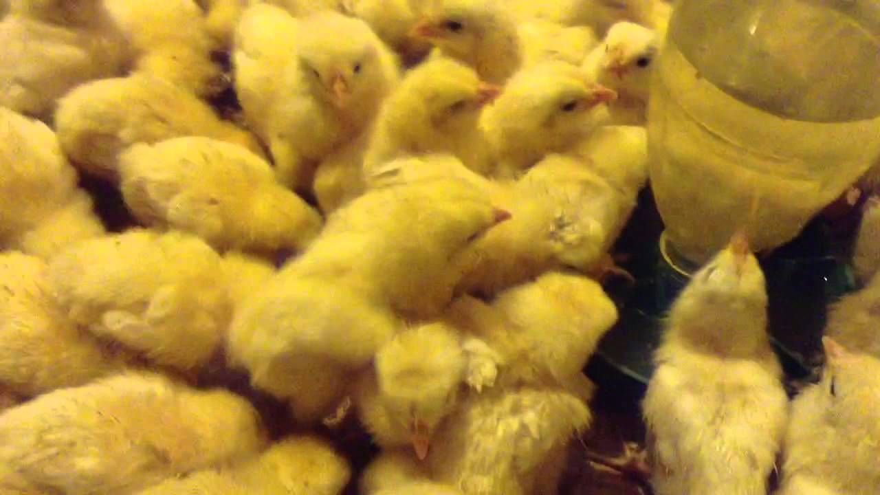 О выращивании цыплят в домашних условиях для начинающих: кормление, уход