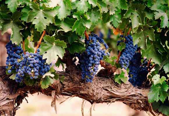 Как правильно обрезать виноград – подробная инструкция для новичков
