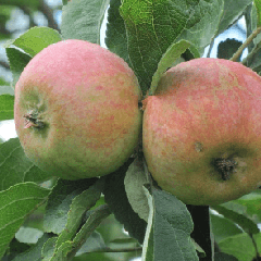 Особенности посадки и ухода за яблоней конфетное