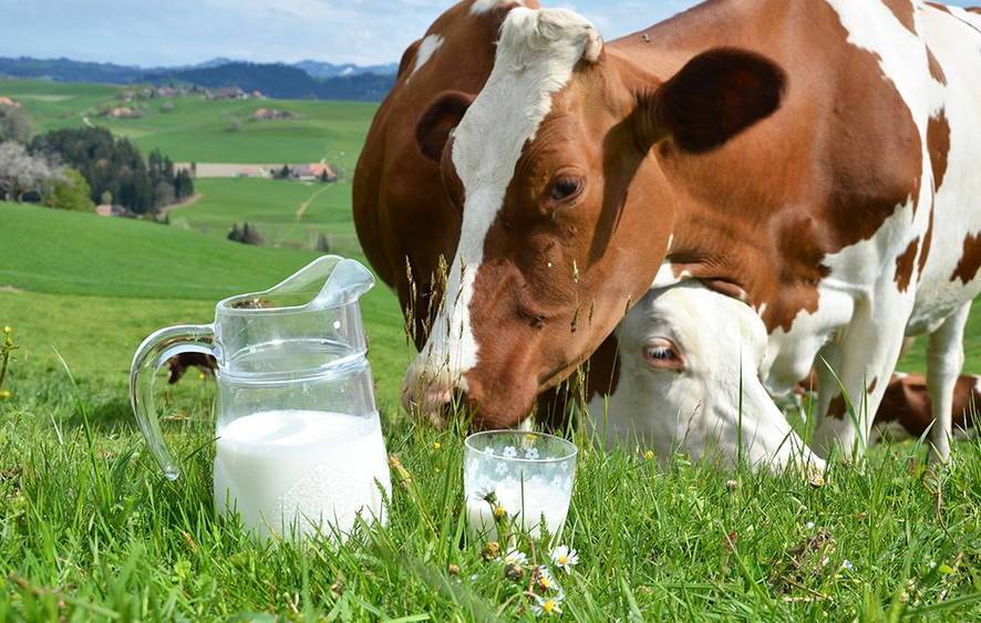 Сколько литров молока даёт корова в сутки