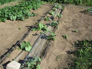 Выращивание рассады арбуза в средней полосе