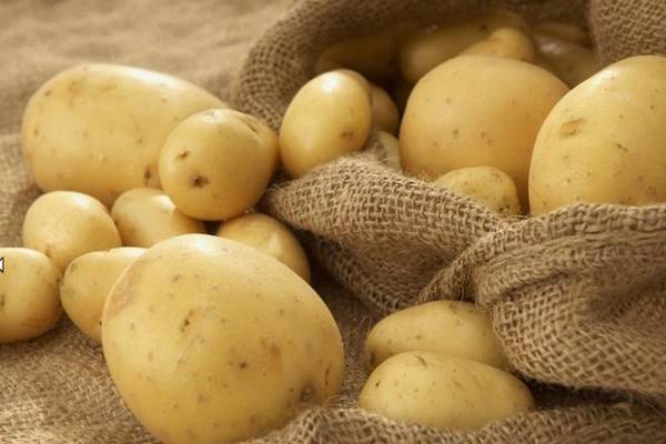 Фиолетовое чудо – сорт картофеля «чугунка»: фото, особенности и описание корнеплода