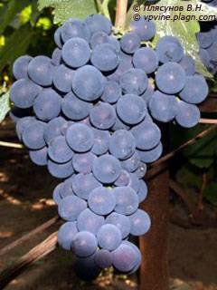 Отзывы о винограде «страшенский» — описание сорта