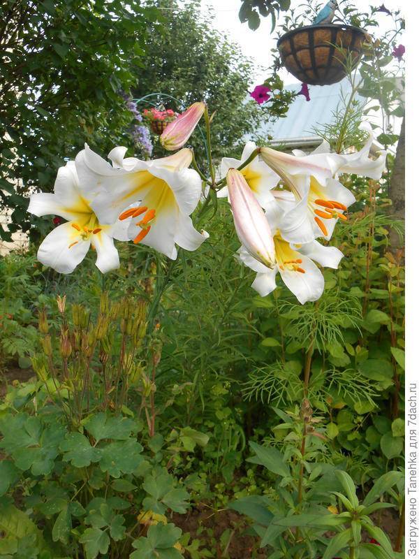 Белая лилия кандидум или цветок мадонны. | ароматы и цветы для здоровья-красоты