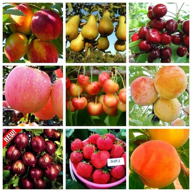 О персике и абрикосе: чем отличаются, какие бывают гибриды, описание