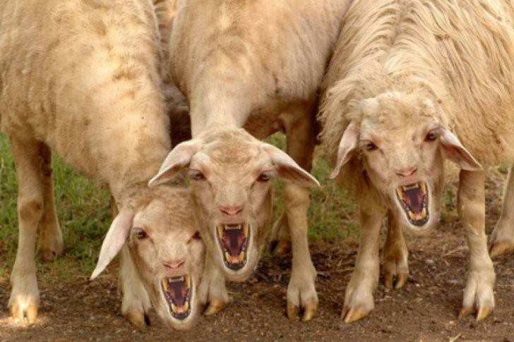 Порода овец дорпер: особенности, содержание и разведение