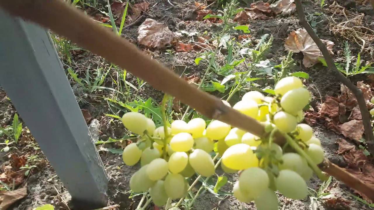 Сорт винограда дружба. Лора виноград пасынки. Виноград Дружба (3 года). Виноград Дружба (5 лет). Виноград Дружба (4 года).