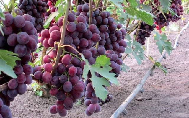 Как ухаживать за виноградом летом