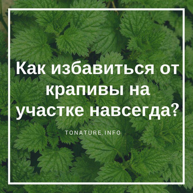 Как избавиться от крапивы в огороде. проверенные способы борьбы с крапивой - onwomen.ru