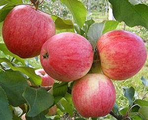 Декоративная яблоня с красными листьями в ландшафтном дизайне — 10 лучших сортов