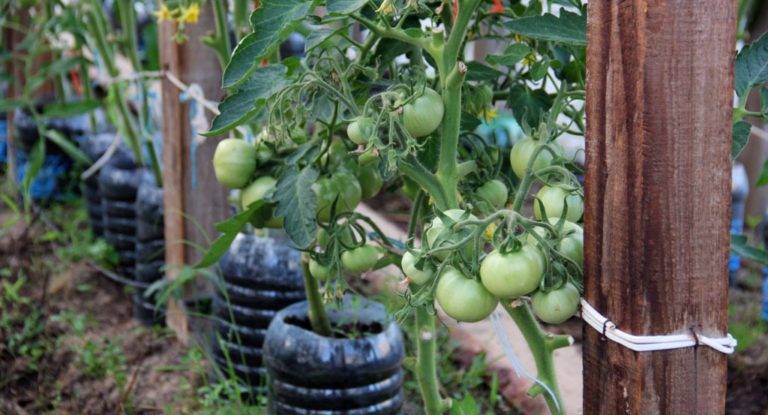 Как правильно подвязать помидоры в открытом грунте: инструкции и фото