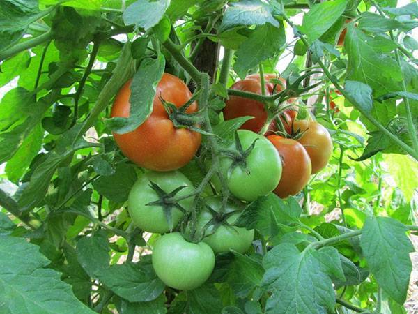 Томат марьина роща f1: описание сорта, особенности выращивания