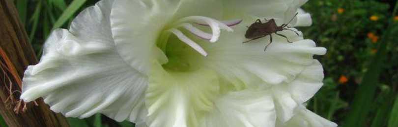Гладиолусы – правильные подкормки для пышного цветения. чем подкормить гладиолусы (gladíolus)