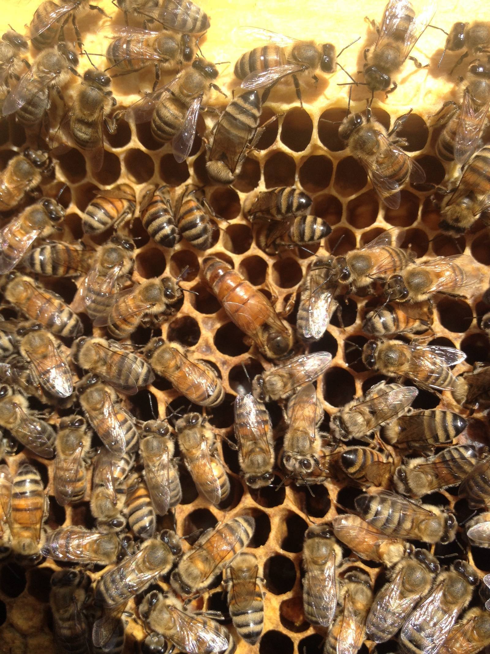 Формирование отводков пчел и их виды
