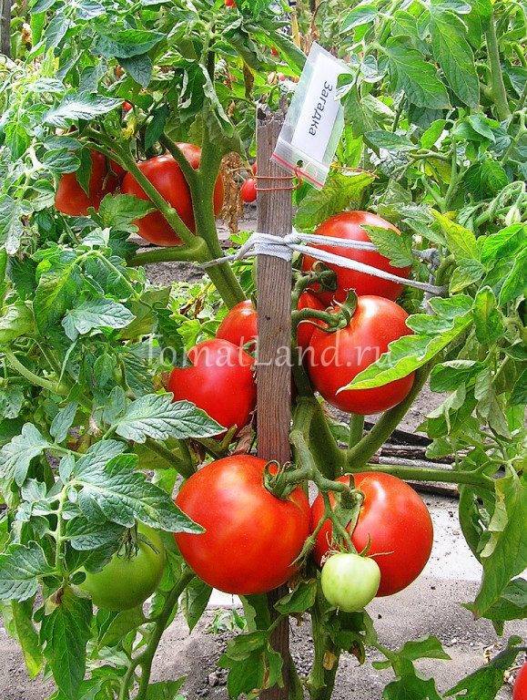 Загадка: описание сорта томата, характеристики помидоров, посев