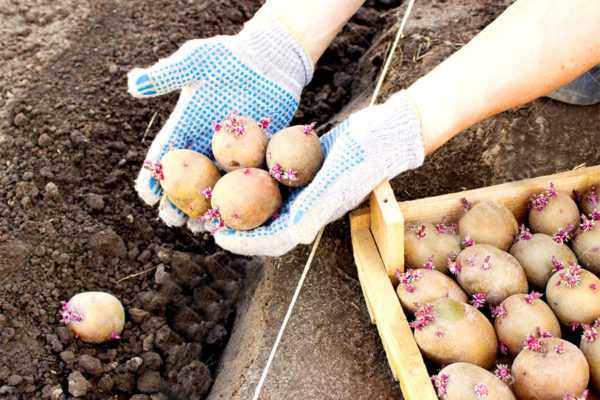 Подготовка картошки к посадке весной
