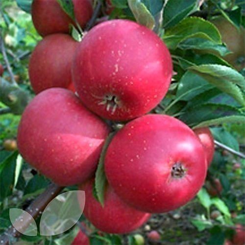Зимние сорта яблок с описанием