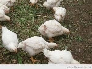 Какую траву можно давать цыплятам? список и нормы кормления по возрасту