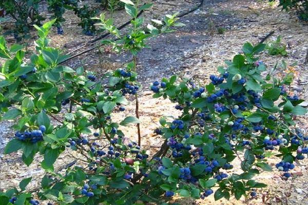 Растение голубика садовая (vaccinium): описание и выращивание (с фото)