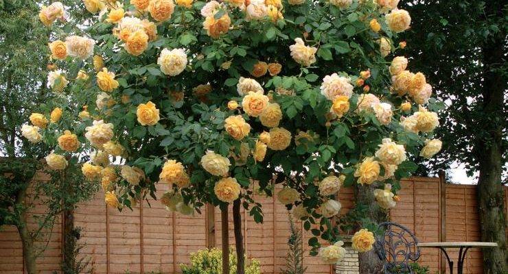 Розы плетистые и штамбовые: посадка и уход весной и осенью