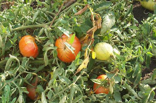 Как бороться с белокрылкой на рассаде помидоров: эффективные препараты и проверенные народные средства