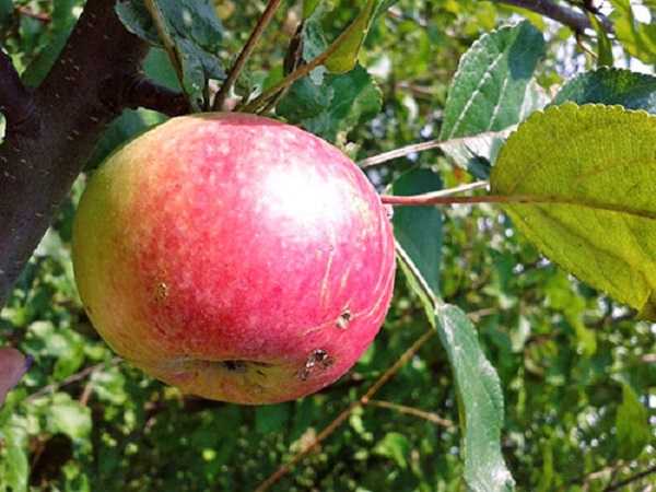 Сорт яблони бессемянка мичуринская: описание и подробная характеристика, правила выращивания