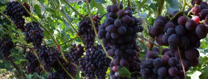 Посадка винограда амурского осенью. посадка винограда осенью саженцами
