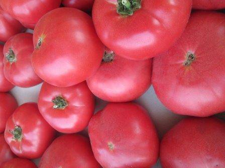 Топ популярных и урожайных сортов томатов