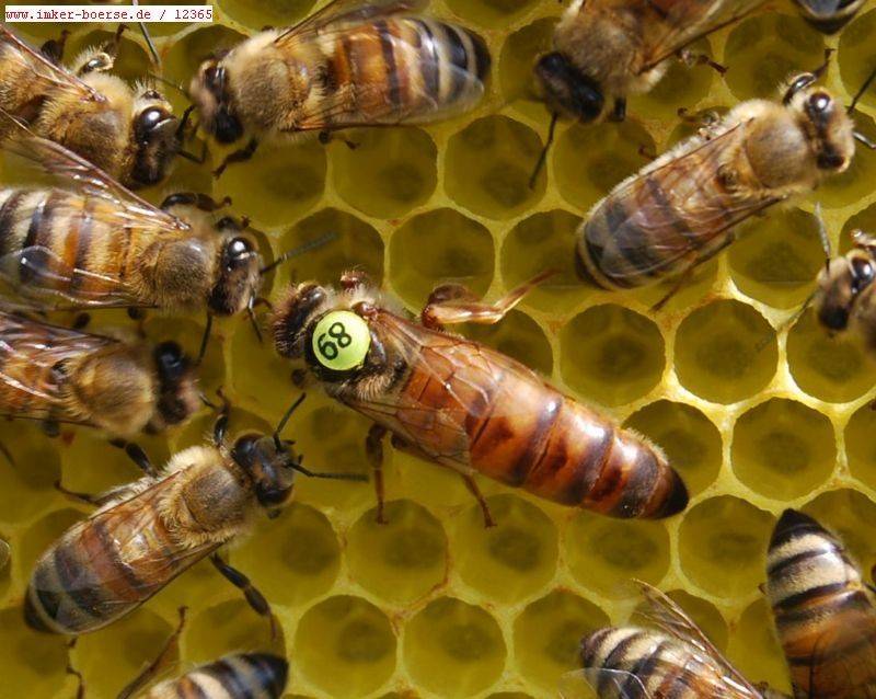Порода пчел карника и их особенность