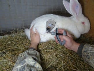 Болезни кроликов, их симптомы и лечение