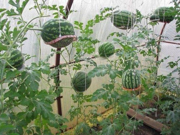 Все о выращивании арбузов из семян на огороде в домашних условиях