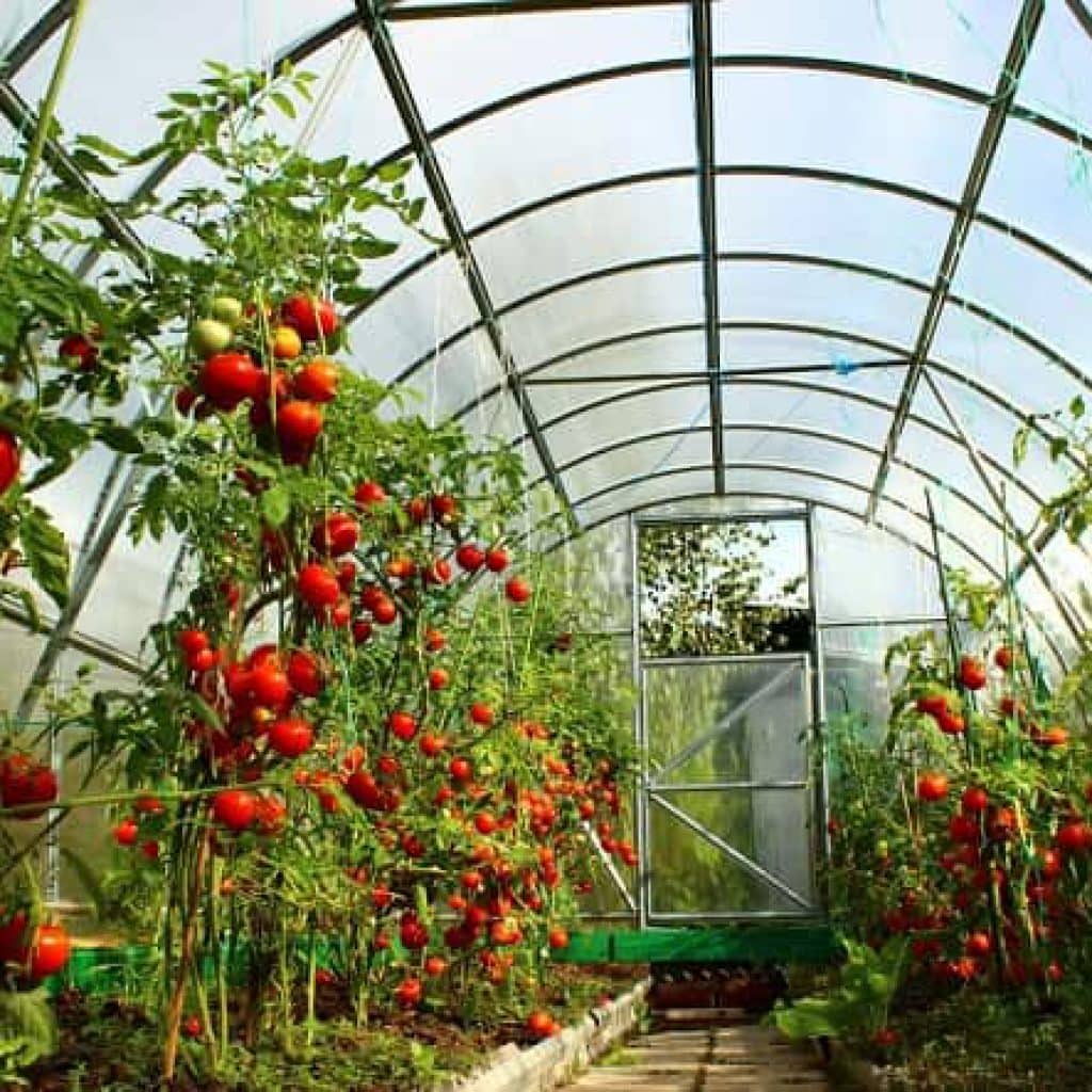 Подкормка томатов в теплице. самые лучшие удобрения, и когда их нужно использовать