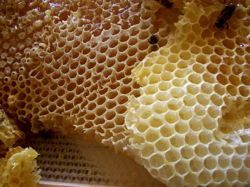 Пчелиные соты польза. можно ли есть пчелиные соты?