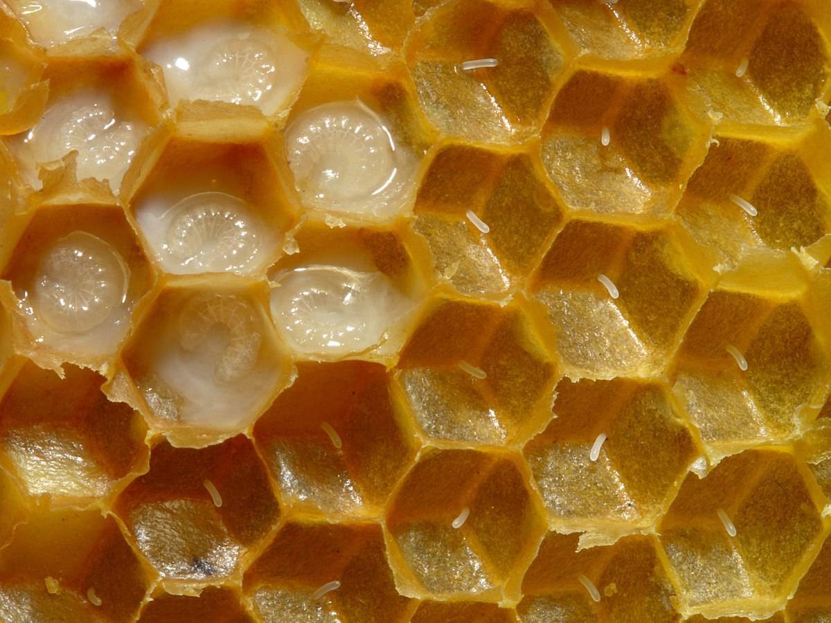 О пчелином молочке: что это такое, лечебные свойства, откуда оно берется