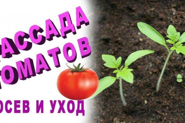 Азбука выращивания рассады помидоров от а до я
