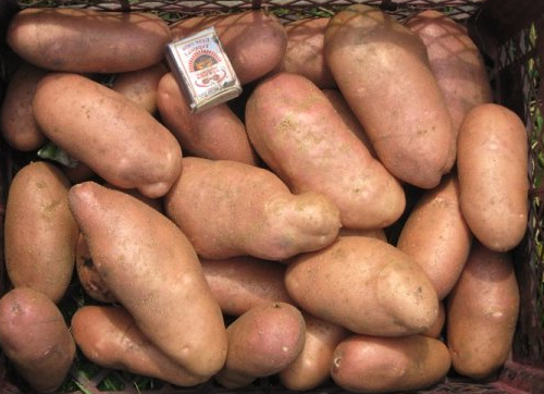 Ранний картофель: сорокодневка
