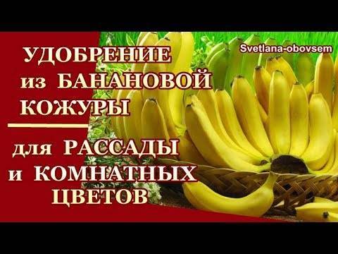 Чем опасно использование банановой кожуры в качестве удобрения?