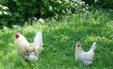 Можно ли кормить курицу чистотелом, молочаем, снитью (какую траву любят куры)