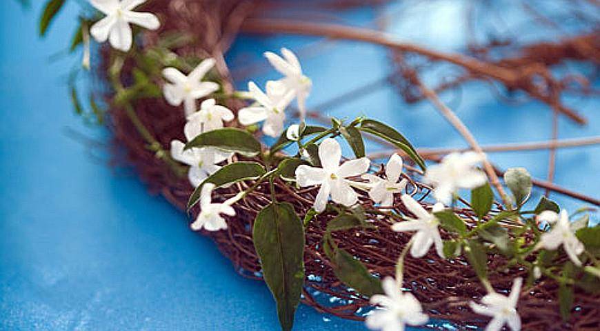 Комнатный цветок жасмин: фото, посадка и уход в домашних условиях и размножение растения