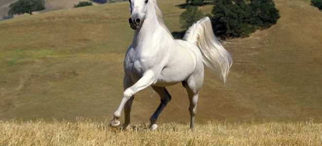 Изабелловая масть – красивая окраска лошади 2020