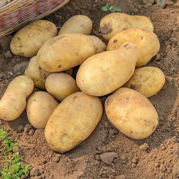 Проращивание картофеля