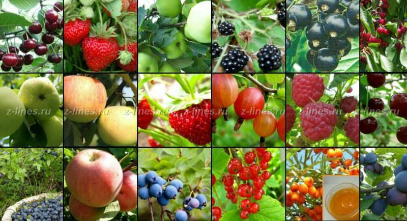 Все о плодовых деревьях и кустарниках для дачи: описание сортов и видов