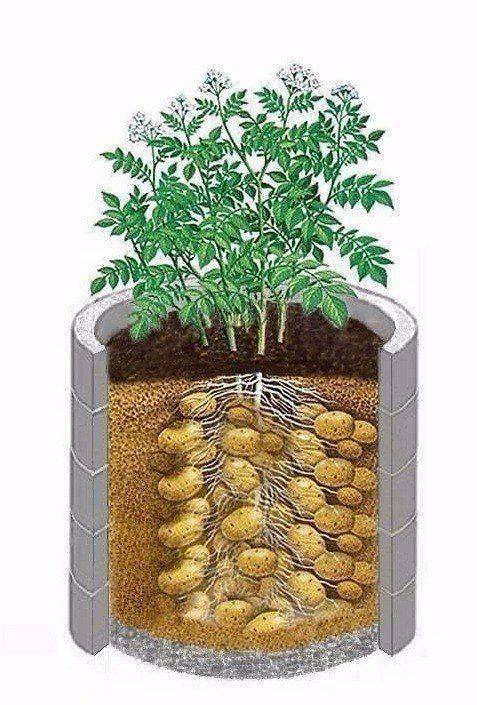 Картофель в бочке, опыт выращивания - как вырастить картошку в бочке - запись пользователя ираида (iraidal) в сообществе сад, огород в категории овощи, однолетние культуры - babyblog.ru