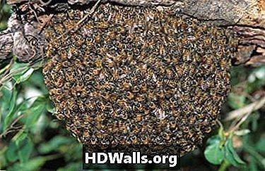 Африканизированные пчелы - africanized bee