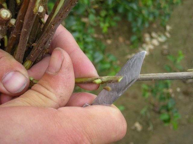 Как привить грушу: пошаговая инструкция как правильно прививается дерево. советы начинающим садоводам по прививке (90 фото)