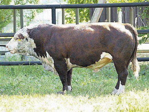 Определения веса крупного рогатого скота (крс) - по промерам - общая информация - 2020
